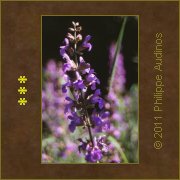 Image n62 - Fleurs mauves