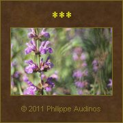 Image n52 - Fleurs mauves