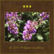 Image n64 - Fleurs mauves