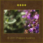 Image n53 - Fleurs mauves