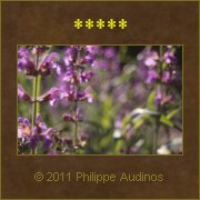 Image n54 - Fleurs mauves