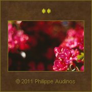 Image n68 - Petites clochettes roses