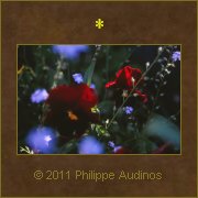Image n69 - Penses et myosotis