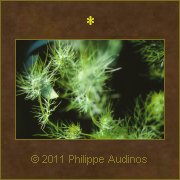 Image n74 - Verdure bouriffe
