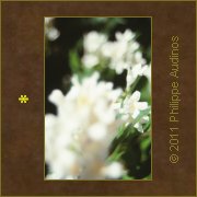 Image n77 - Blanc cass