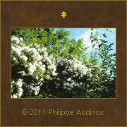 Image n80 - Verdure en fleurs
