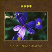 Image n56 - Trois ptales bleus