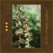 Image n58 - Tiges ensoleilles