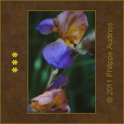 Image n90 - Des ptales d'iris