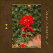 Image n1 - La fleur rouge sur fond vert