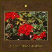 Image n2 - Quelques fleurs rouges