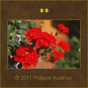 Image n61 - Quelques fleurs rouges