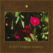 Image n5 - Oeillets rouges aux bords roses