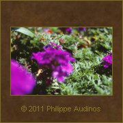 Image n8 - Quelques tches violettes