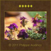 Image n62 - Quelques fleurs violettes