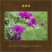 Image n10 - Tches violettes et vertes