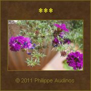 Image n63 - Le bac  fleurs