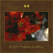 Image n12 - Quelques fleurs oranges