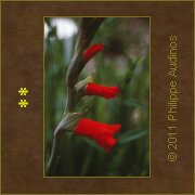 Image n15 - Eclosion rouge