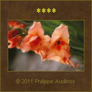 Image n65 - Eclosion rose orange (glaeuls)