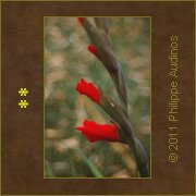Image n19 - Rouge entortill (glaeuls)