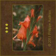 Image n67 - Epi rose orang (glaeuls)