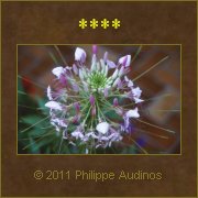 Image n68 - Formes compliques et clates