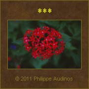 Image n69 - Grappe toute rouge