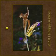 Image n25 - Feuille dessche