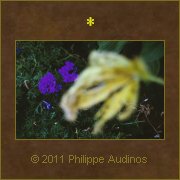 Image n26 - Fleurs mauves et feuille desseche (vision d'horreur)