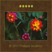 Image n70 - Couleurs chaudes et clatantes