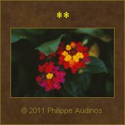 Image n71 - Petites fleurs multicolores
