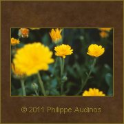 Image n31 - Tiges aux fleurs jaunes