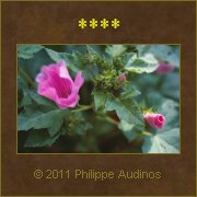 Image n72 - Ouverture dans le rose