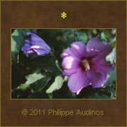 Image n33 - Violet dessch et mauve au coeur blanc
