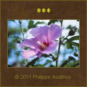 Image n73 - Du mauve ensoleill