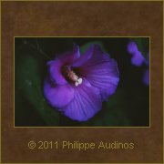 Image n36 - Mauve trop sombre