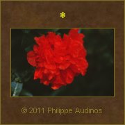 Image n37 - Foisonnement de ptales rouges