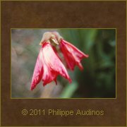 Image n41 - Rose pass
