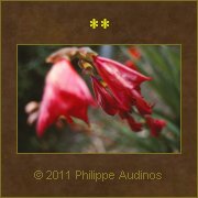 Image n42 - Rose puiss