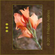 Image n77 - Glaeuls  orangs