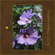 Image n45 - Fleurs d'Ibiscus