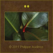 Image n46 - Feuilles en plastique ;-)