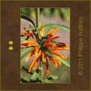 Image n47 - Orange explosif