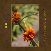 Image n49 - Des globules oranges