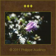 Image n51 - Fleur d'Ibiscus (nette)