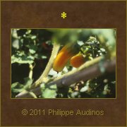 Image n54 - Plant de tomates