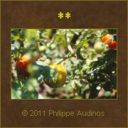 Image n55 - Plant de tomates