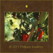 Image n56 - Plant de tomates
