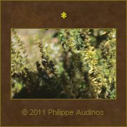 Image n58 - Plantes aromatiques